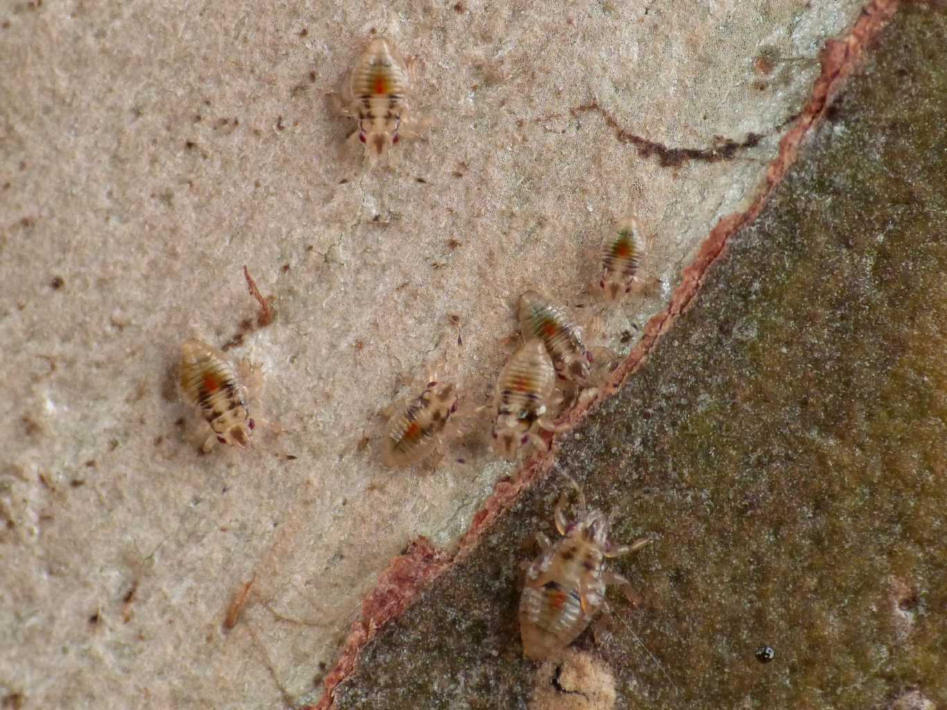 Invasione di Thaumastocoris peregrinus  a Ostia (RM)